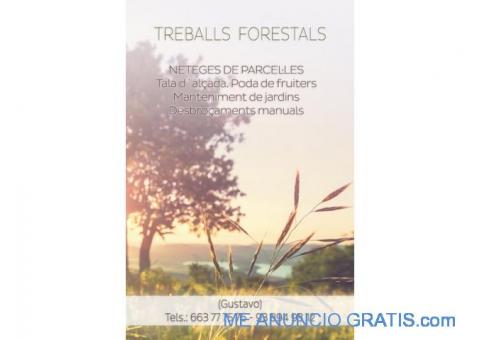 663(777)576,CORTE,DE,ARBOLES,LIMPIEZAS DE FINCAS EN EL PERELLO